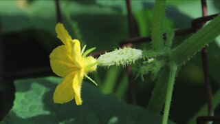 MELINDA'S GARDEN MOMENT - FLOWERS BUT NO FRUIT