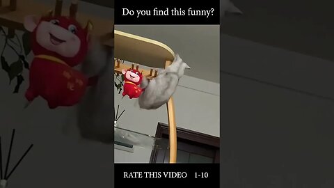 Funny Cats Video TIKTOK