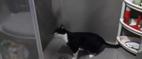 cat drinking water from the shower tap