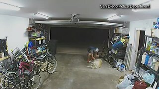 Golden Retriever befriends bike thief