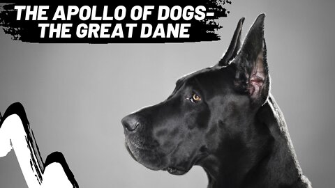 ALL About The ... GREAT DANE