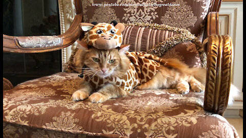 Great Dane Avoids Grumpy Cat In Giraffe Halloween Pet Costume