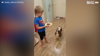 Cão celebra aniversário com bolo delicioso!