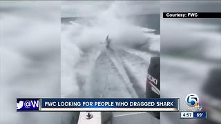 FWC looking for people who dragged shark