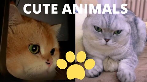 Cute Pets And Funny Animals videos collection 4