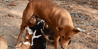 The beautiful dog feeding her cute babies - Learn Democracy