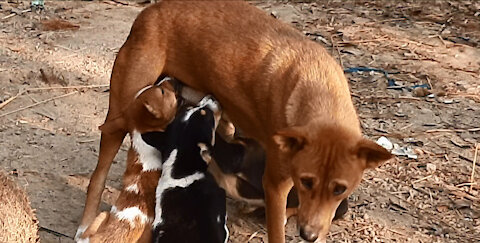 The beautiful dog feeding her cute babies - Learn Democracy