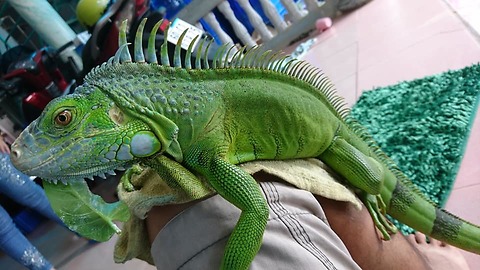 The Most Beautiful Iguana in the World!