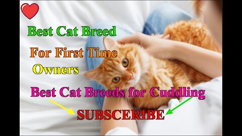 Best Cat Breed For First Time Owners