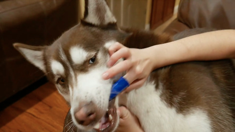 Attempting To Brush My Dogs Teeth