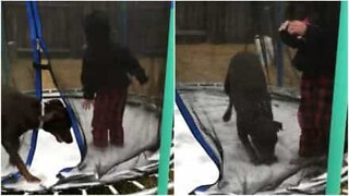 This dog loves to jump on the frozen trampoline