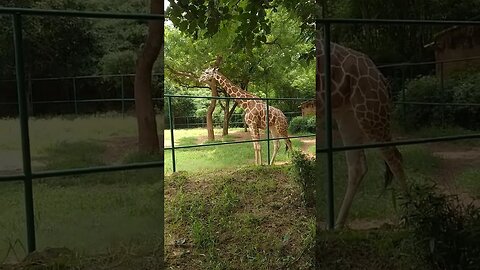 Giraffe | Have you ever seen such a beautiful giraffe?