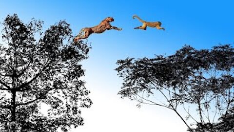 "The LEOPARD, the most Agile and Deadly Big Cat - Leopard vs Monkey, Warthog and other Animals"