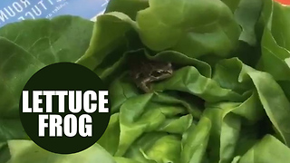 Woman finds living frog in her supermarket lettuce