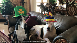 Happy Hat Wearing Great Danes Get Ready for St Patrick's Day