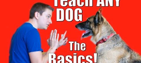 Dog training basics training of dog