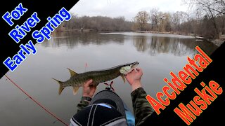 The Accidental Muskie While Kayak Bass Fishing