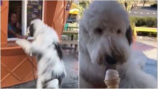 Adorable dog devours ice cream at the counter