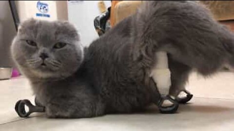 Cat walks again thanks to prosthesis!