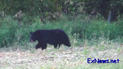 Black Bears in Falkland corn field