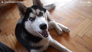 Husky Siberiano é apaixonado por cantar