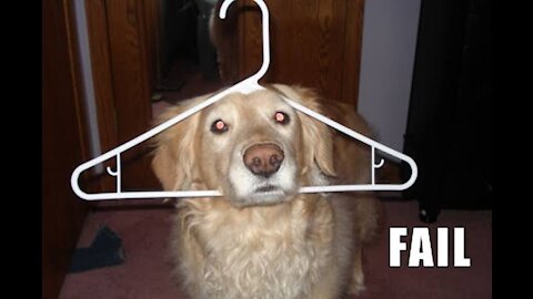 Dogs fails compilation 2021