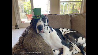 Great Dane makes a lovely St Patty's Day leprechaun