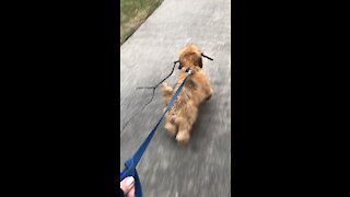 Surly Gets a Stick