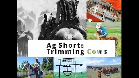 Trimming Cow Hooves?! - Ag Shorts