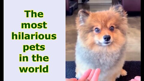 The most hilarious pets in the world