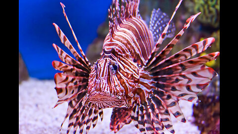 On this episode of Beyond the Tide, Coyote gets stung by a Lionfish! 😴