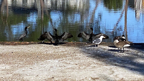 Bird Leaves Family to Start New Journey