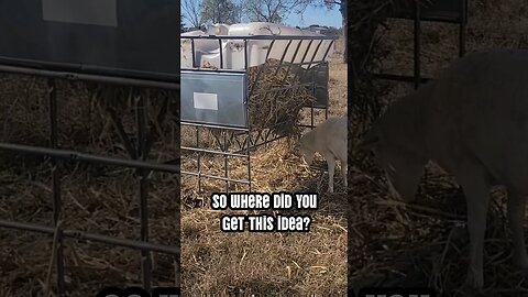 IBC Tote = Hay Feeder & 🔥 Fence