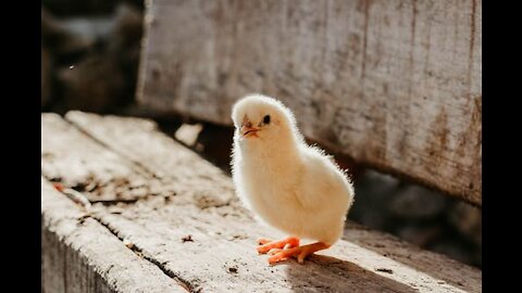 New Life: In The Beginning: For These Chickens, It's Time For Those Tender Wobbly First Steps.