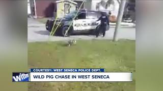 Pig on the run in West Seneca