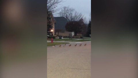 A Long Line Of Ducks Crosses A Street Outdoors