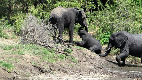 Baby elephant struggles to cross river, is encouraged by mom