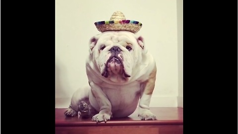 Titon the Bulldog "thrilled" about Taco Tuesday