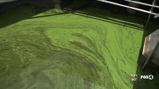 Blue Green Algae coming down the Caloosahatchee, and the Army Corps isn't stopping releases