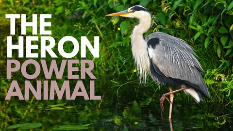 The Heron Power Animal