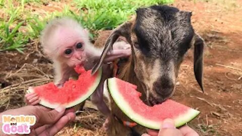 Baby monkey loves this goat so much