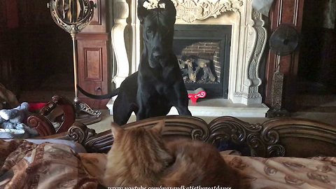 Frustrated Great Dane protests cat sleeping in her spot