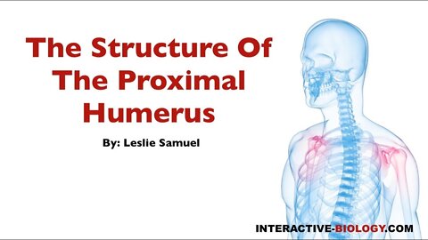 076 The Structure Of The Proximal Humerus