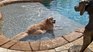 Great Dane Puppy Interrupts Golden Retriever's Pool Time