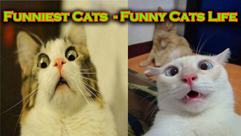 Funniest Cats - Funny Cats Life