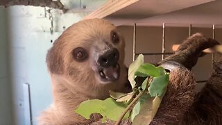 Fernando The Sloth turns 4 at the Phoenix Zoo