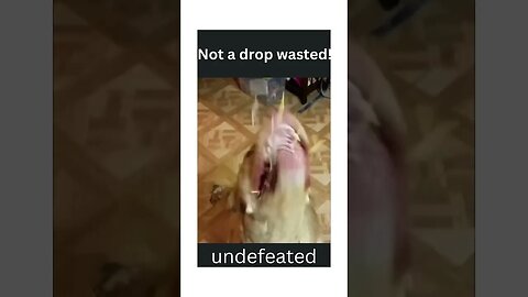 Not a drop wasted! funny animal videos #shorts #viral