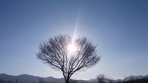 Drawing with sunlight between branches and sky as background.