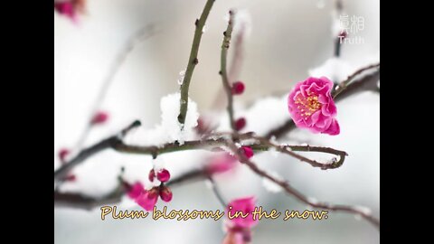 Plum Blossoms in the Snow