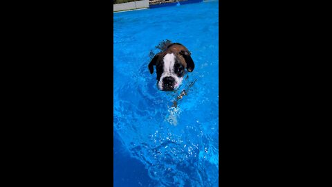 Boxer puppy learning to swim